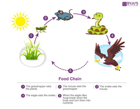 Food Chains: An Essential Piece in the Ecosystem Puzzle