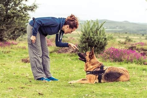 Are German Shepherds Easy to Train? Breed Facts and FAQs | Hepper