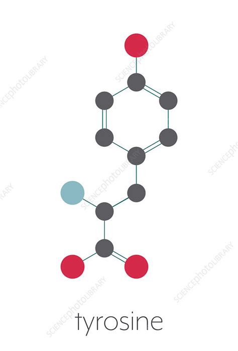 Tyrosine amino acid molecule, illustration - Stock Image - F027/9654 ...