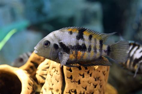 10 Best Convict Fish Cichlid Tank Mates (Compatibility Guide)