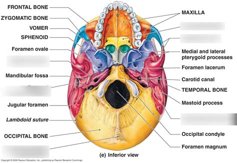 Inferior View of the Skull Diagram | Quizlet