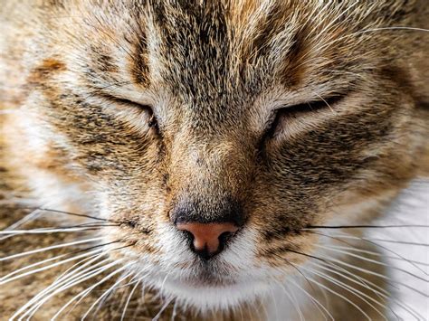 Nasal Discharge in Cats: Common Causes and Cures | FirstVet