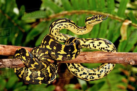 Jungle Carpet Python, Morelia spilotes variegata, Native to Australia ...