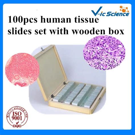 100pcs human tissue slides set with wooden box-in Educational Equipment ...