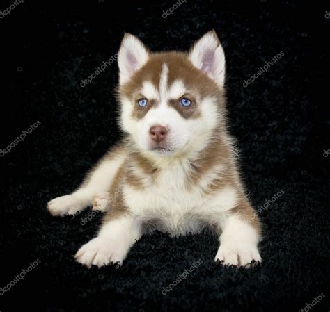 Adorable Red Husky Puppies