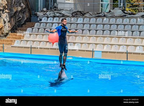 A dolphin interacts with its trainer. Trainer standing in pool with a ...