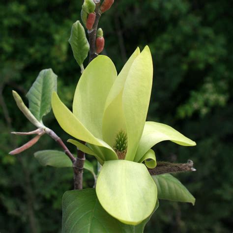 Magnolia Yellow Bird - Magnolia Tree | Mail Order Trees