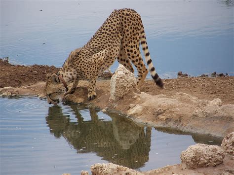 Kgalagadi Transfrontier Park - Kalahari Tours & Travel