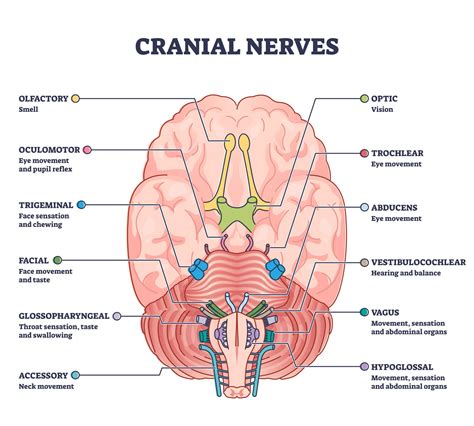 Cranial Nerves Brainstem Model