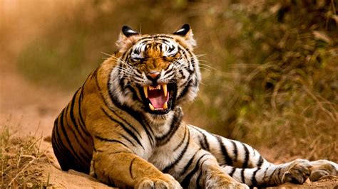 Tiger Roar Wallpaper - KoLPaPer - Awesome Free HD Wallpapers