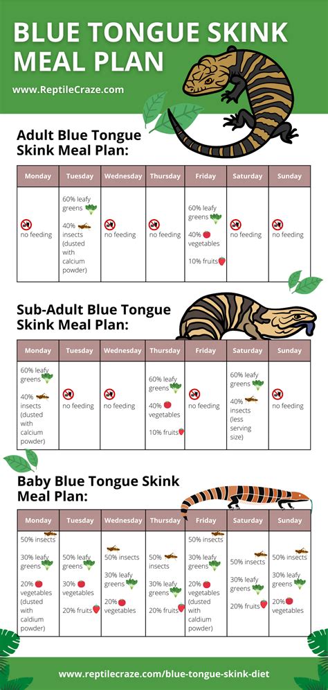 Blue Tongue Skink Diet Guide - Food List Included - Reptile Craze