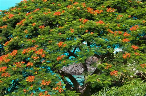 Flamboyant Royal Poinciana Tree | Hawaii Picture of the Day