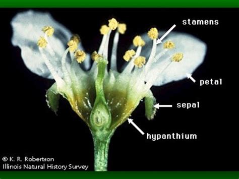 Flower Morphology 2 (updated)