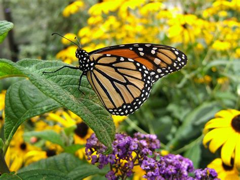 Butterfly Garden 1 Free Photo Download | FreeImages