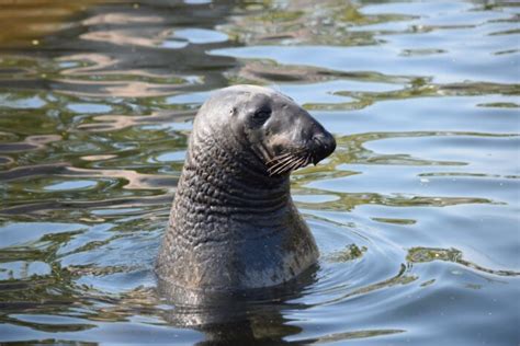 Skansen, Stockholm - The Nordic Animals - The Biveros Effect