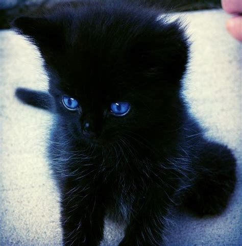 Black Kitten With Blue Eyes By Sergey Lukashin | ubicaciondepersonas ...