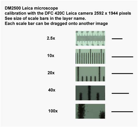 Transparent Scale Bar Png - Scale Bar Microscopy Magnification, Png ...