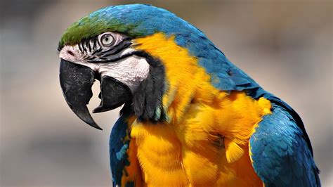 Macaw Parrot | HDWalle