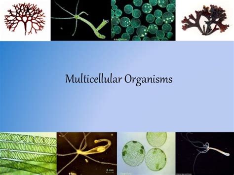 Multicellular organisms