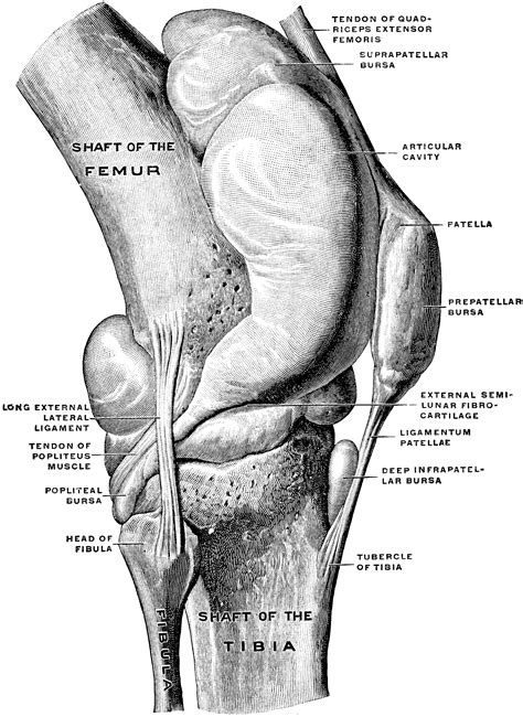 Knee Joint from Lateral Surface | ClipArt ETC