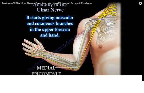 Ulnar Nerve Anatomy — OrthopaedicPrinciples.com