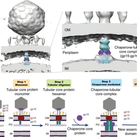 Assembly of the T7 translocation complex in the bacterial periplasmic ...