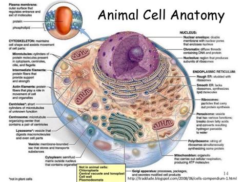 Plant Cell Functions Of Each Part : Finley Period 8: 12/17/10 Cell ...