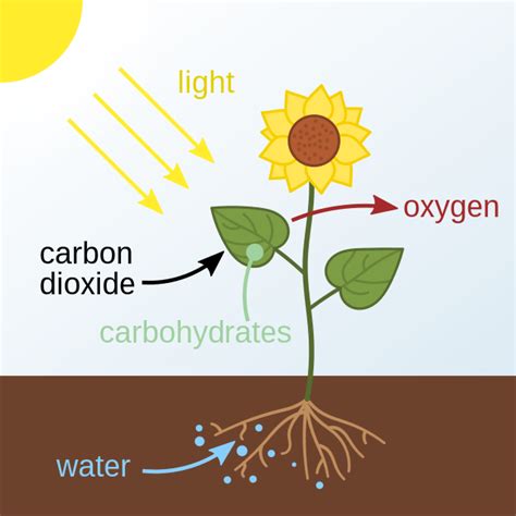 Photosynthesis - Equation, Formula & Products | ChemTalk