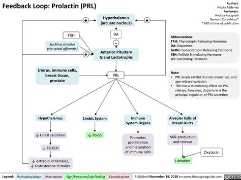 Feedback Loop: Prolactin (PRL) | Calgary Guide