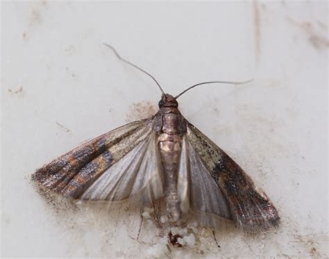 Moths In Kitchen Pantry - Kitchen Photos Collections