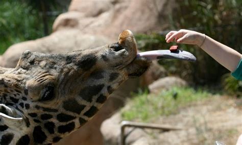 Giraffe Feeding Time - Communicate Science