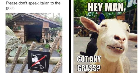 Goat Memes for People Who Are the GOAT and Understand These Cool Kids ...