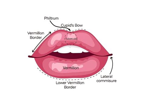 Anatomy Of Lips | Lipstutorial.org