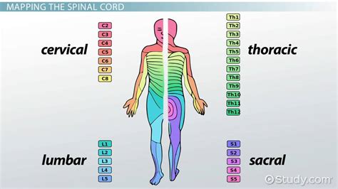 Lumbar Myotomes