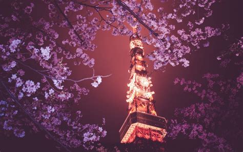 Wallpaper : Japan, flowers, night, branch, cherry blossom, spring ...