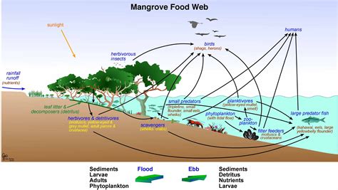 Mangrove Swamp Food Web