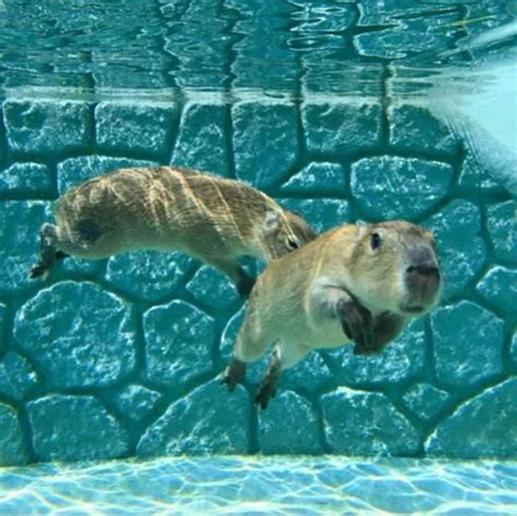 Capybara underwater | Cute animals, Funny animals, Capybara pet