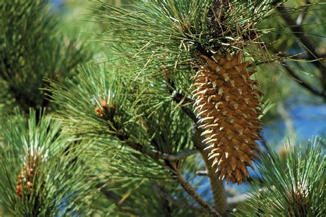 Are Pine Cones Edible For Dogs