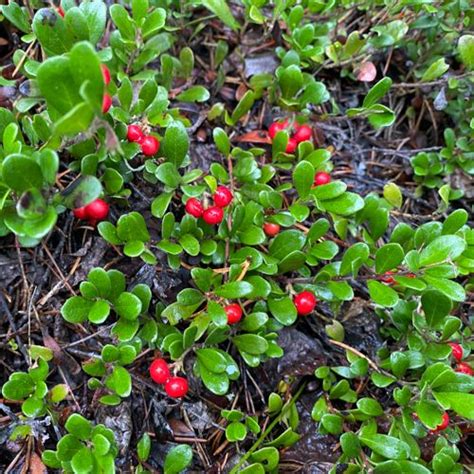 Red Berries - Edible or Not Edible? | Honeysuckle berries, Red berries ...