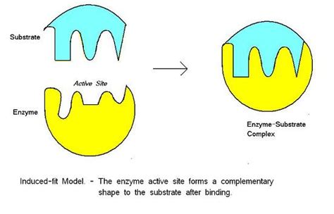 Enzyme Substrate Lock And Key Model