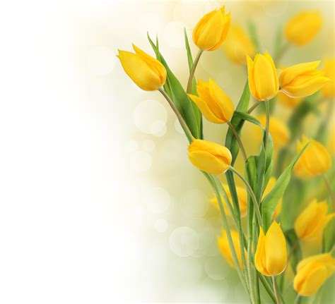 Yellow Tulips Wallpaper Desktop - WallpaperSafari