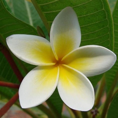 5PCS Garden Plants Flowers Frangipani Plumeria Rubra Lei Flower Fresh ...