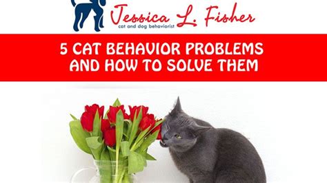 5 Cat Behavior Problems And How To Solve Them