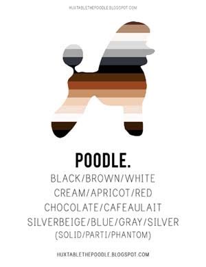 Huxtable The Poodle | Toy Poodle Blog | Parti Poodle: Parti Poodle ...