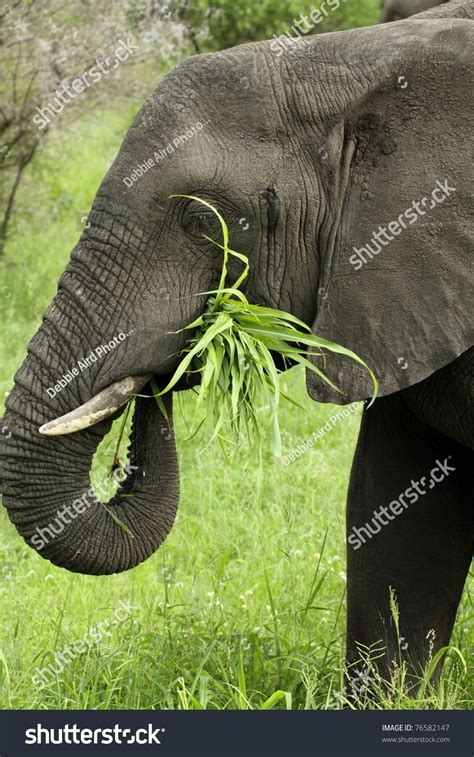 Elephant Eating Grass Showing Trunk With Grass In Mouth Stock Photo ...