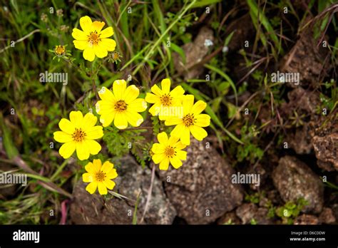 Meskel Flower (Yadey Abeba), Simien Mountains National Park, Ethiopia ...