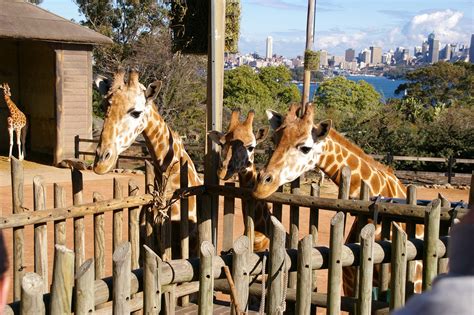 Animal Antics at Taronga Zoo | Sydney Observer