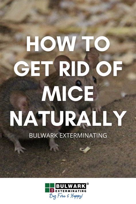 How to get rid of mice naturally – Artofit