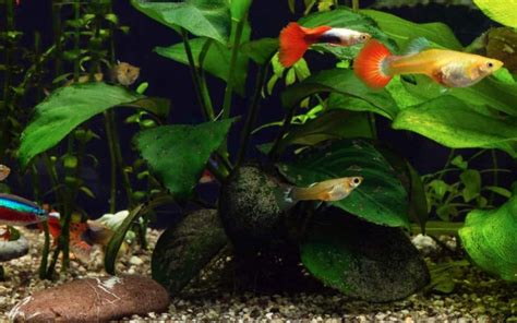 How many guppies in a 5 gallon tank? (2024 Complete Guide)