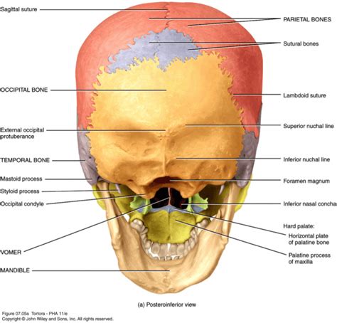 Bones In The Skull Diagram